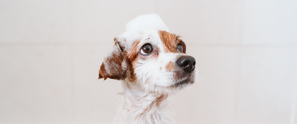 Prodotti per l&rsquo;igiene&nbsp;del cane