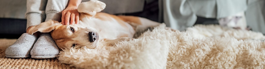 Prodotti per animali in vendita online