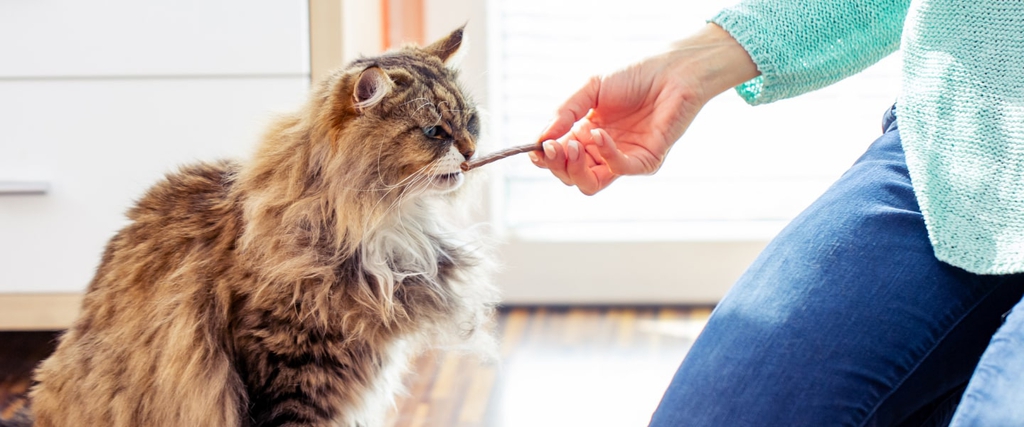 Biscotti e snack saporiti per il tuo gatto