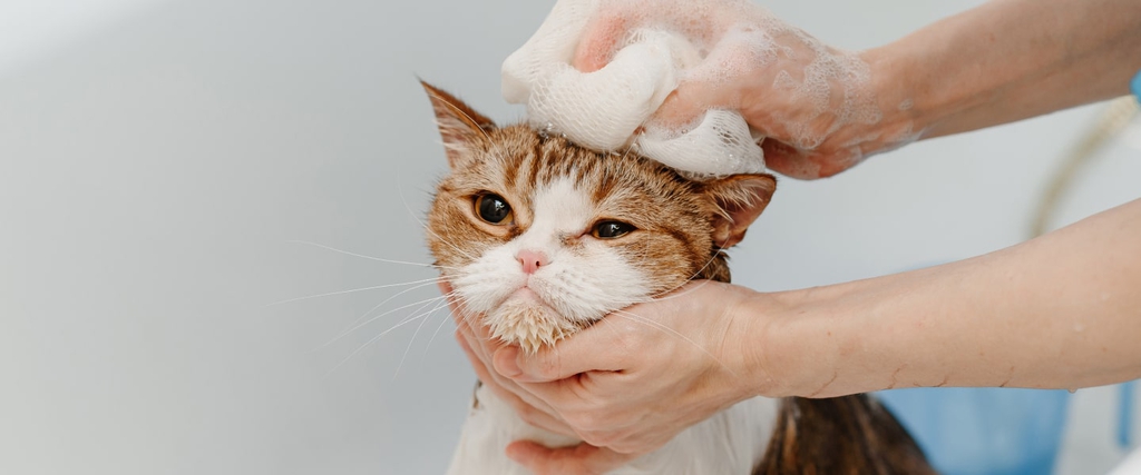 Prodotti per l&rsquo;igiene&nbsp;del gatto