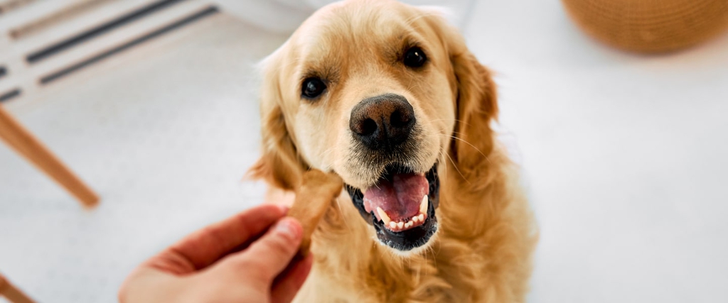 Snack e biscotti&nbsp;per cani