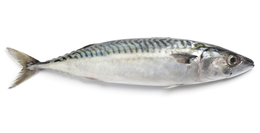 Sgombro 500 g