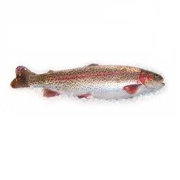 Trota Salmonata Il Mercato