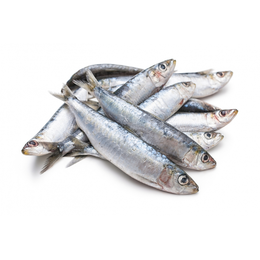 Sardine
