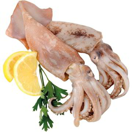 Totano Pescato con Reti da Traino Zona FAO 27