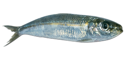 Alaccia
