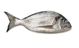 Orata Pulita 350 g Calibro 300/400 Allevato