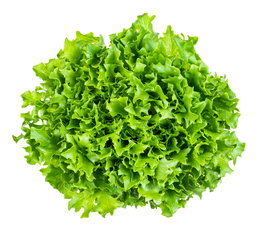 Insalata scarola sfusa categoria I