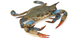 Granchio Blu nuotatore eviscerato