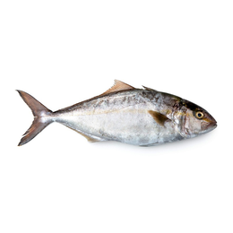 Ricciola