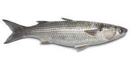 Cefalo