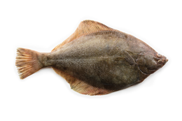 Sogliola Grande Pescata