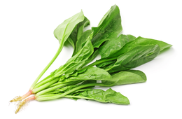 Insalata cicorino a mazzetti sfuso