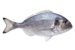 Orata Intera Pulita Allevata Grecia 300/400 280 g circa