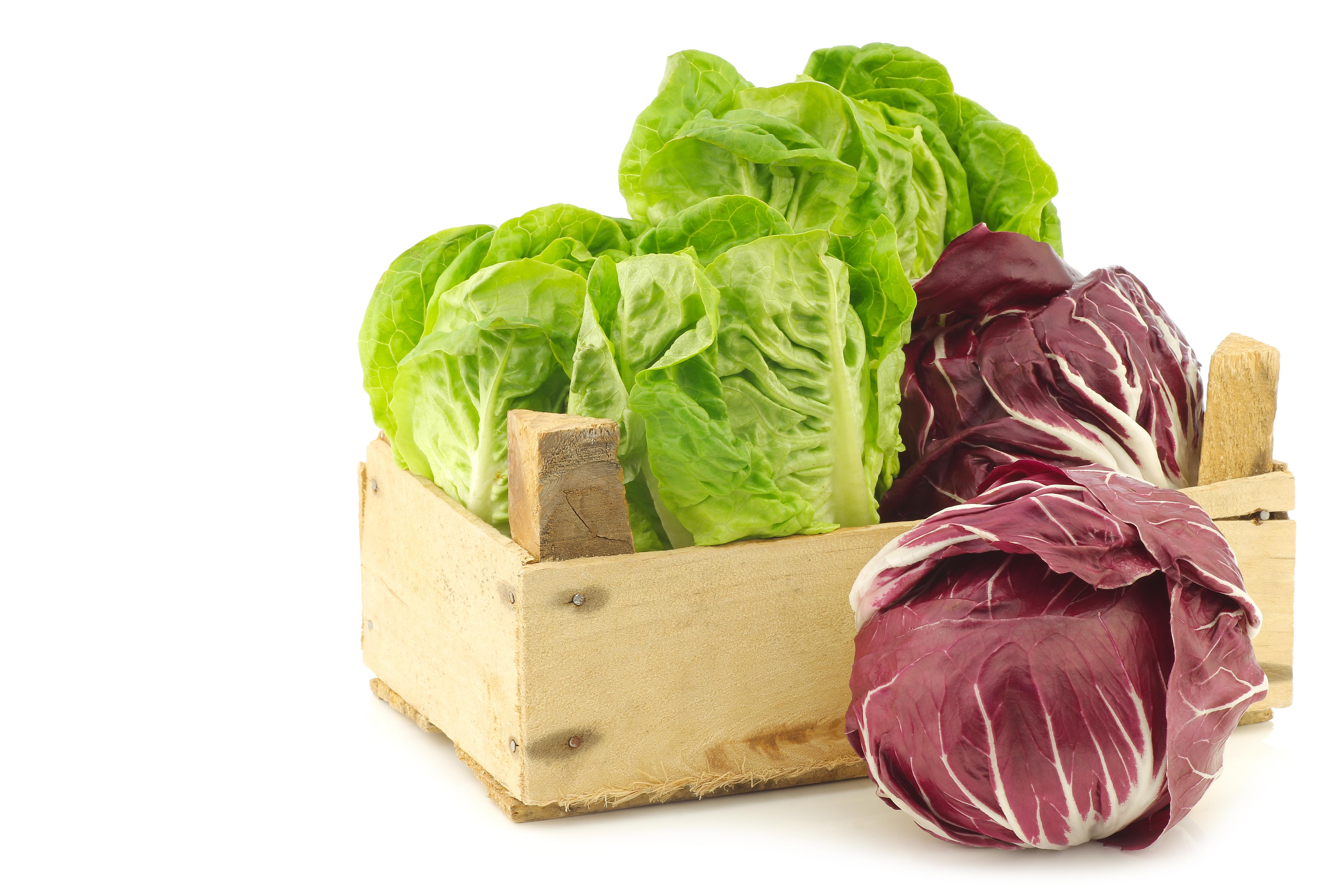 Mix radicchio tondo, variegato, lungo