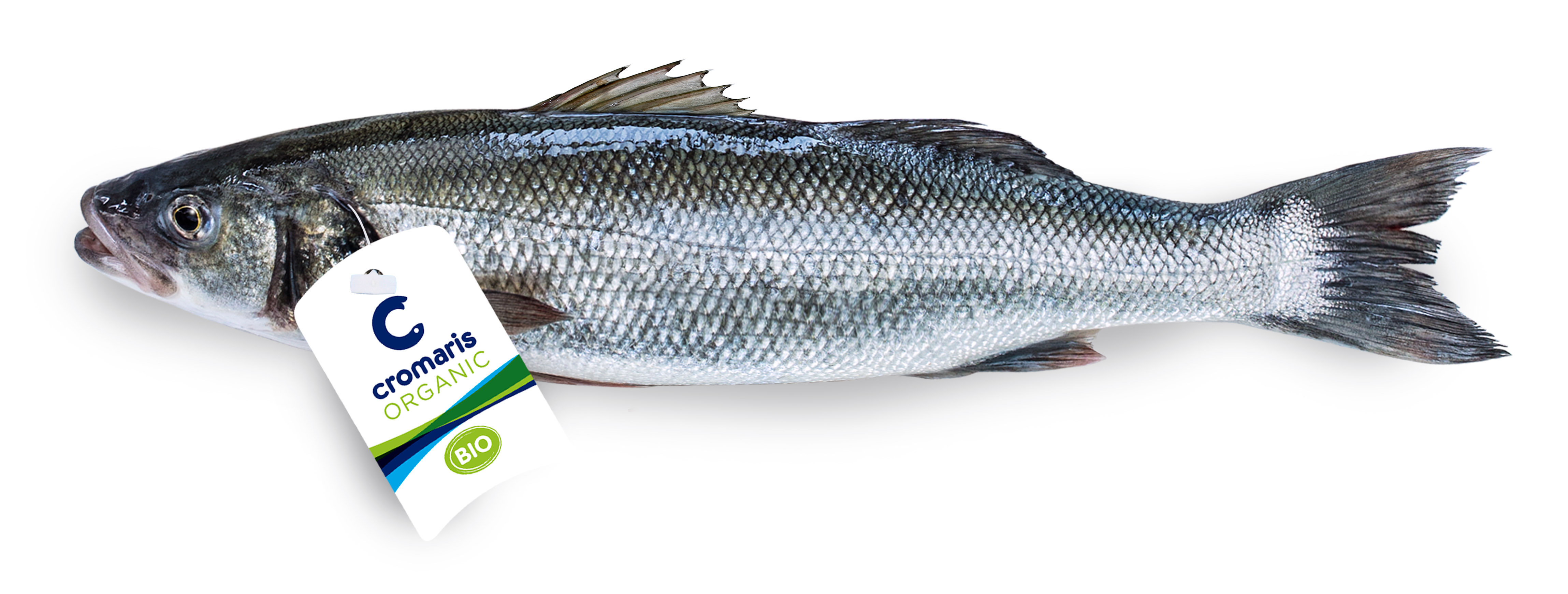 Branzino Allevato Biologico Fresco Intero