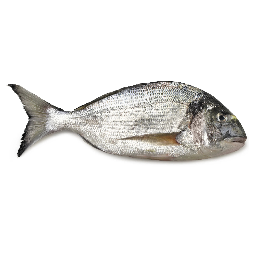 Orata 6/800 Allevata Grecia