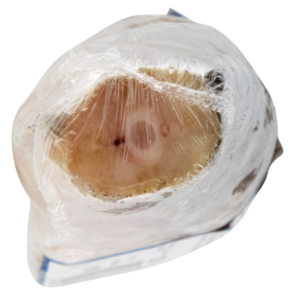 Arbi Nasello Atlantico Decapitato congelato