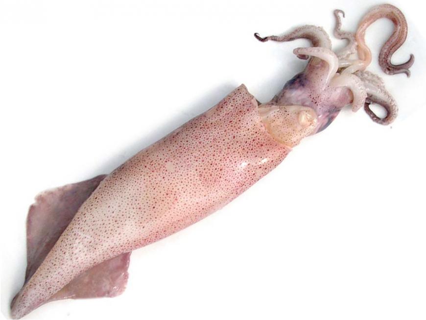 Calamaro Nazionale 400 g