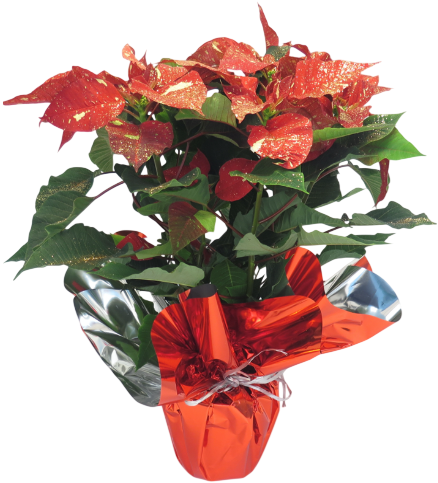 Stella Gioiello Vaso 14 cm