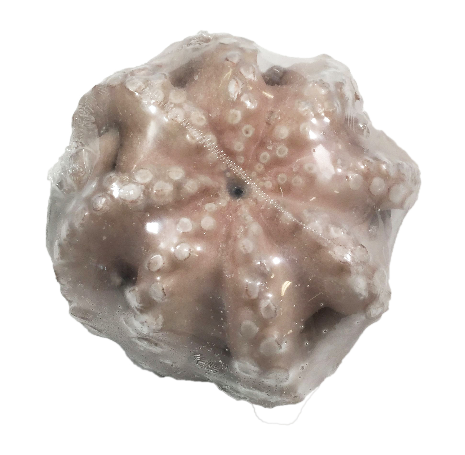 Polpo eviscerato congelato