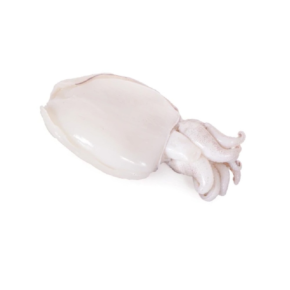 Seppia Indopacifica Decongelata