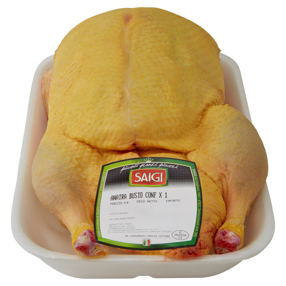 Saigi Anatra Busto