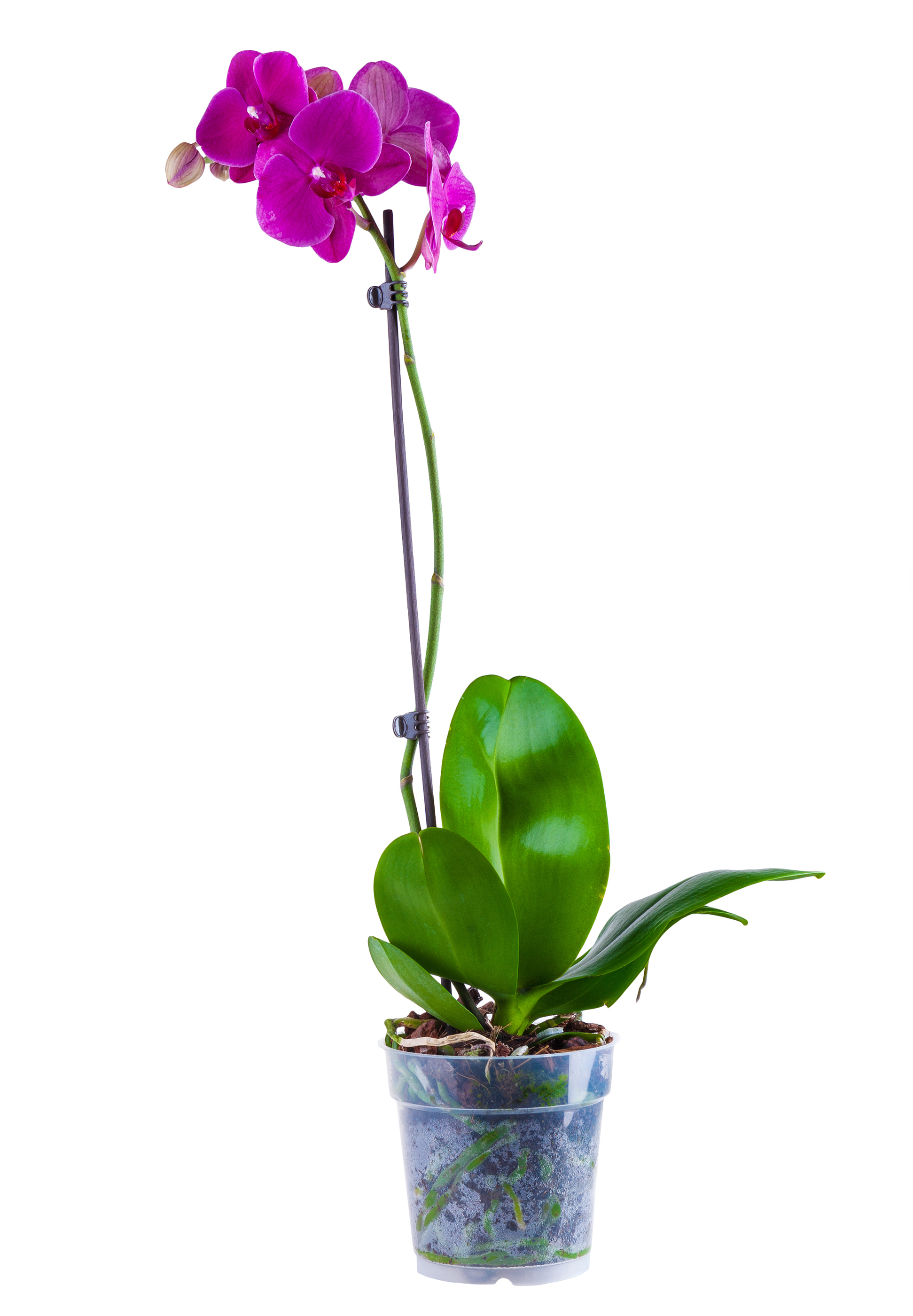 Orchidea Phalenopsis Vaso 9cm Colori Assortiti