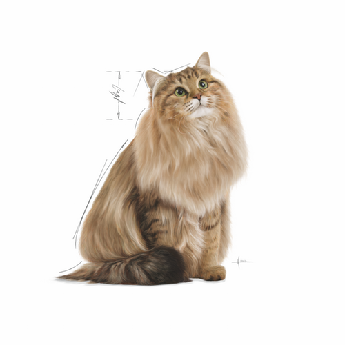 Royal Canin 9003579000366 cibo umido per gatti 85 g