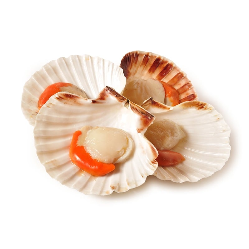 Cappesante atlantiche mezzo guscio pescato Oceano Atlantico con draghe