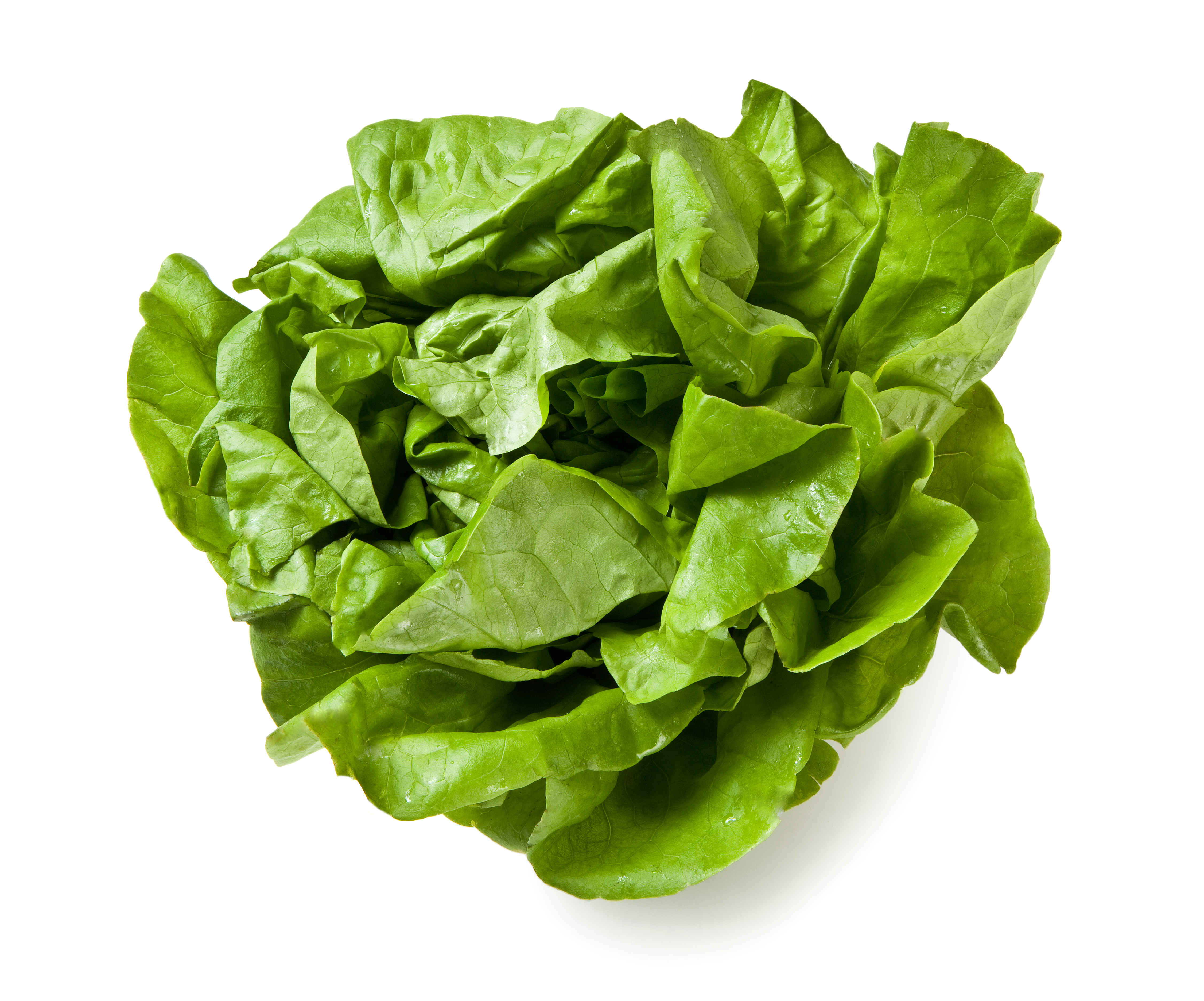 1 x cespo Insalata Lattuga Trocadero sfusa cat. I origine Italia