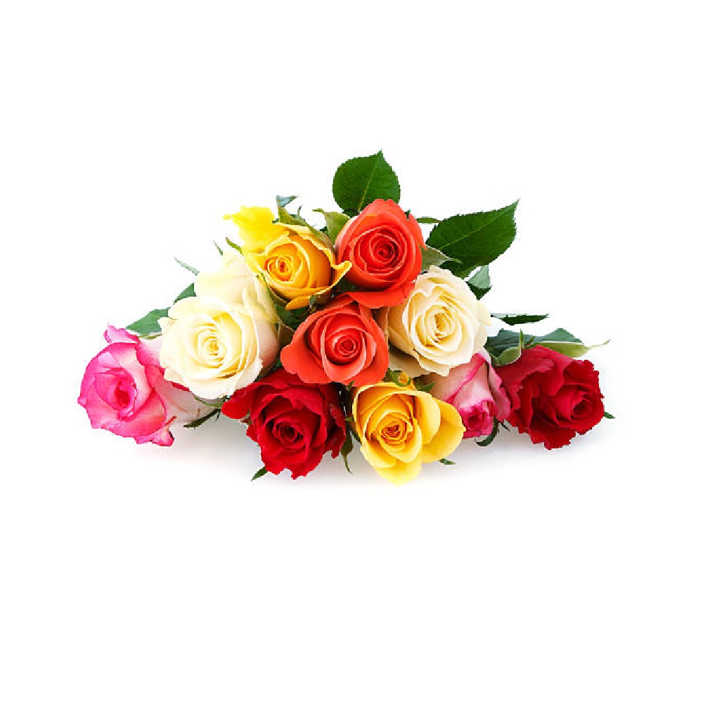 Rose Equosolidali x7