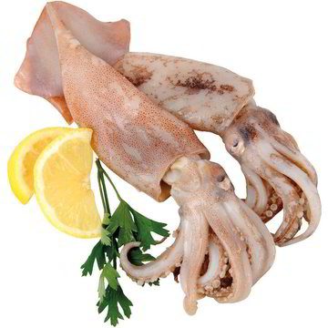 Totano Pescato con Reti da Traino Zona FAO 27