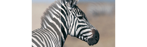 Philips V Line Monitor LCD con SmartControl Lite 243V5LHSB/00