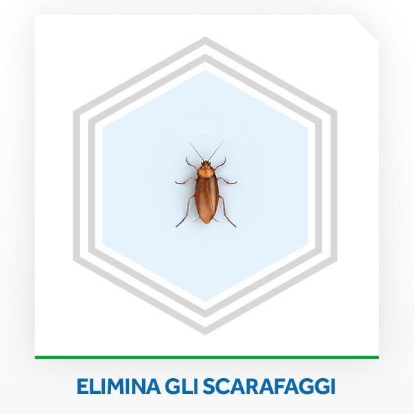 Raid Esca Scarafaggi Insetticida Inodore, Efficace fino a 3 Mesi, Area di Utilizzo Interno ed Esterno - 1 Confezione da 6 Pezzi