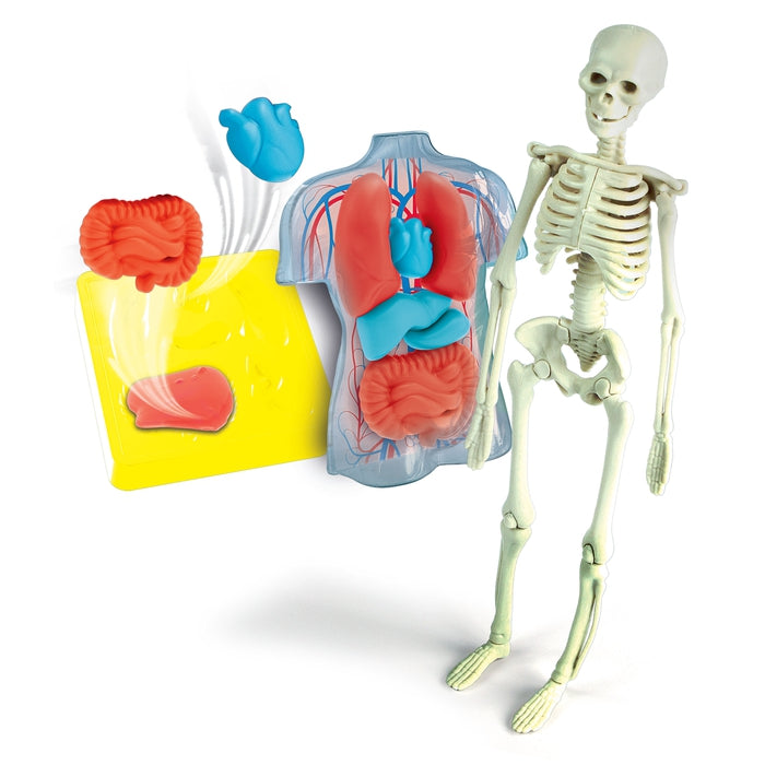 Clementoni Science & Play Anatomia Scheletro E Organi