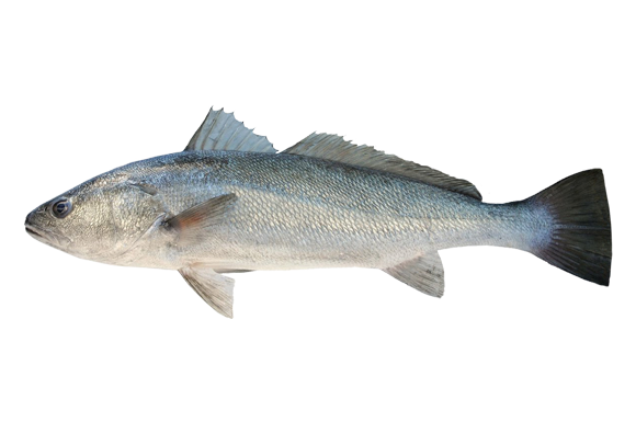 Ombrina Boccadoro Filiera Qualità Carrefour