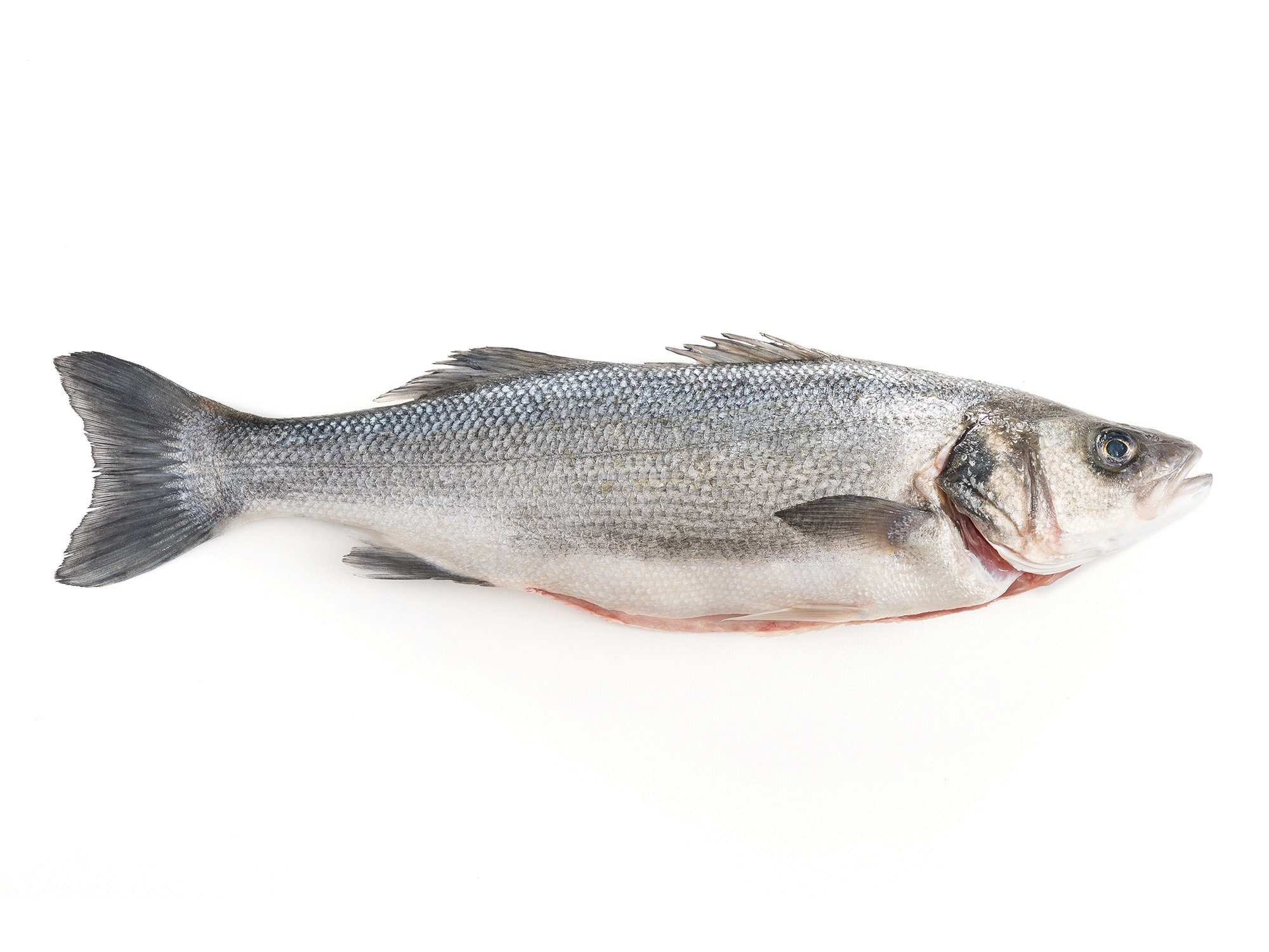 Branzino Allevato 4/600