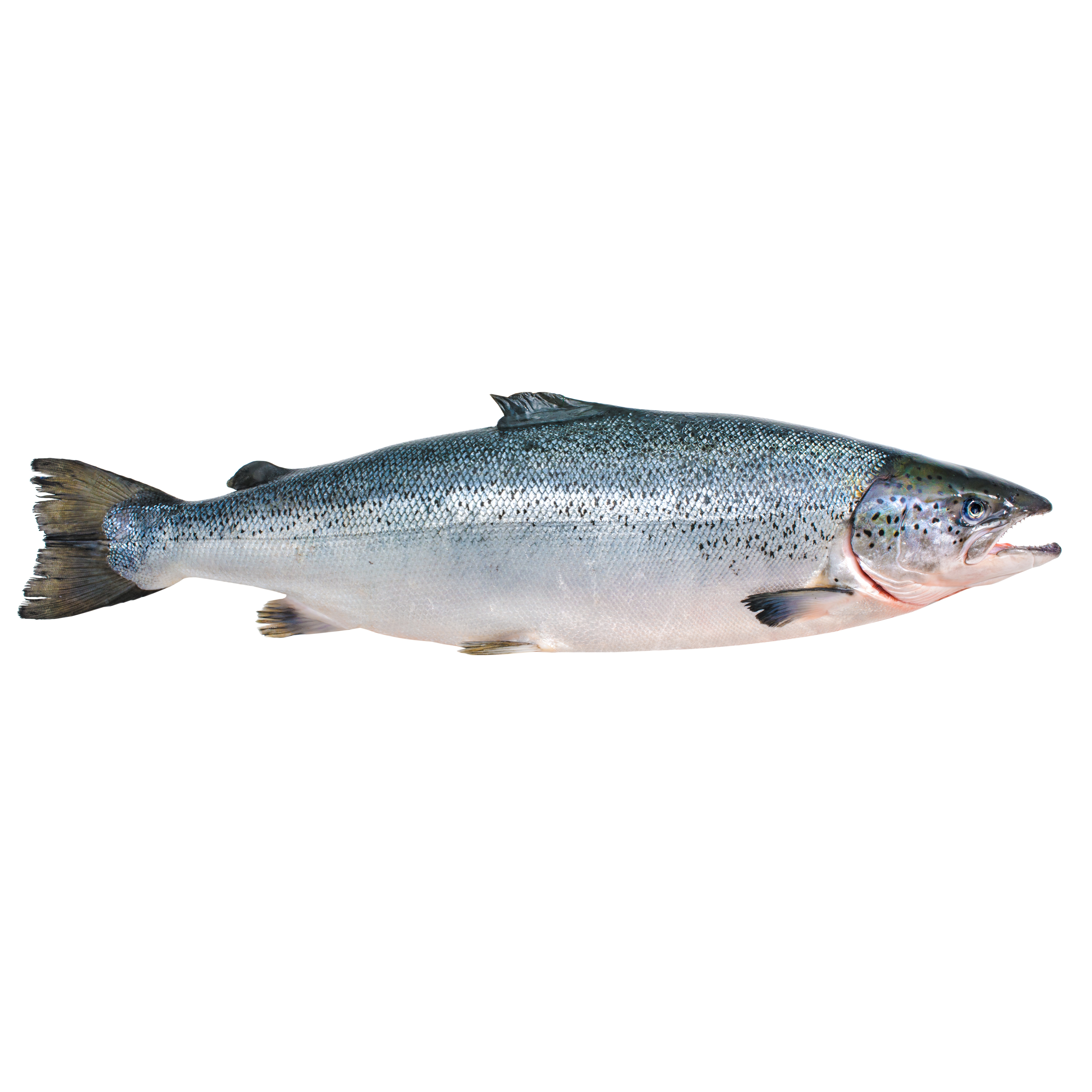 Salmone Intero 1 kg
