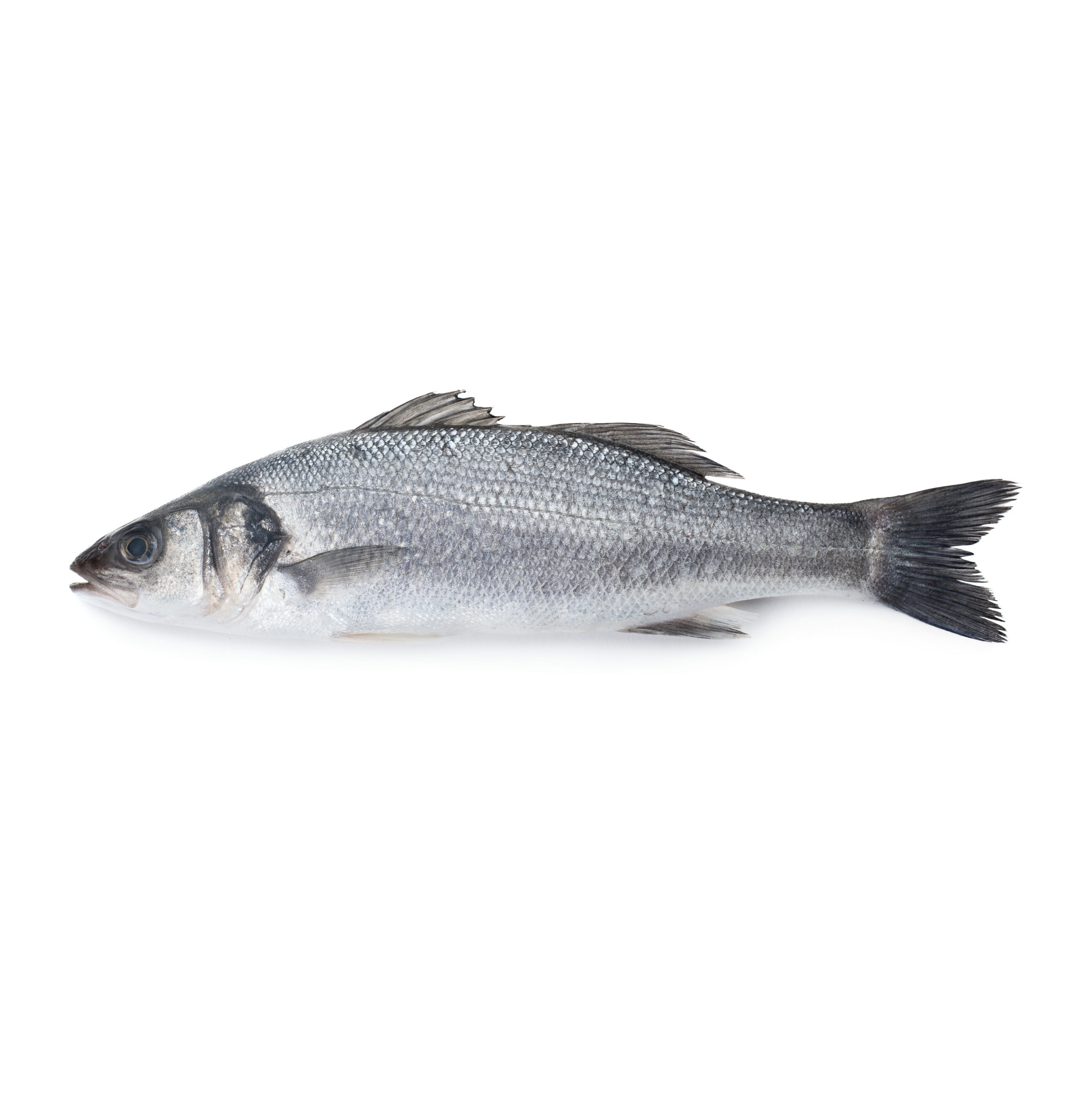 Branzino Croazia 300/600