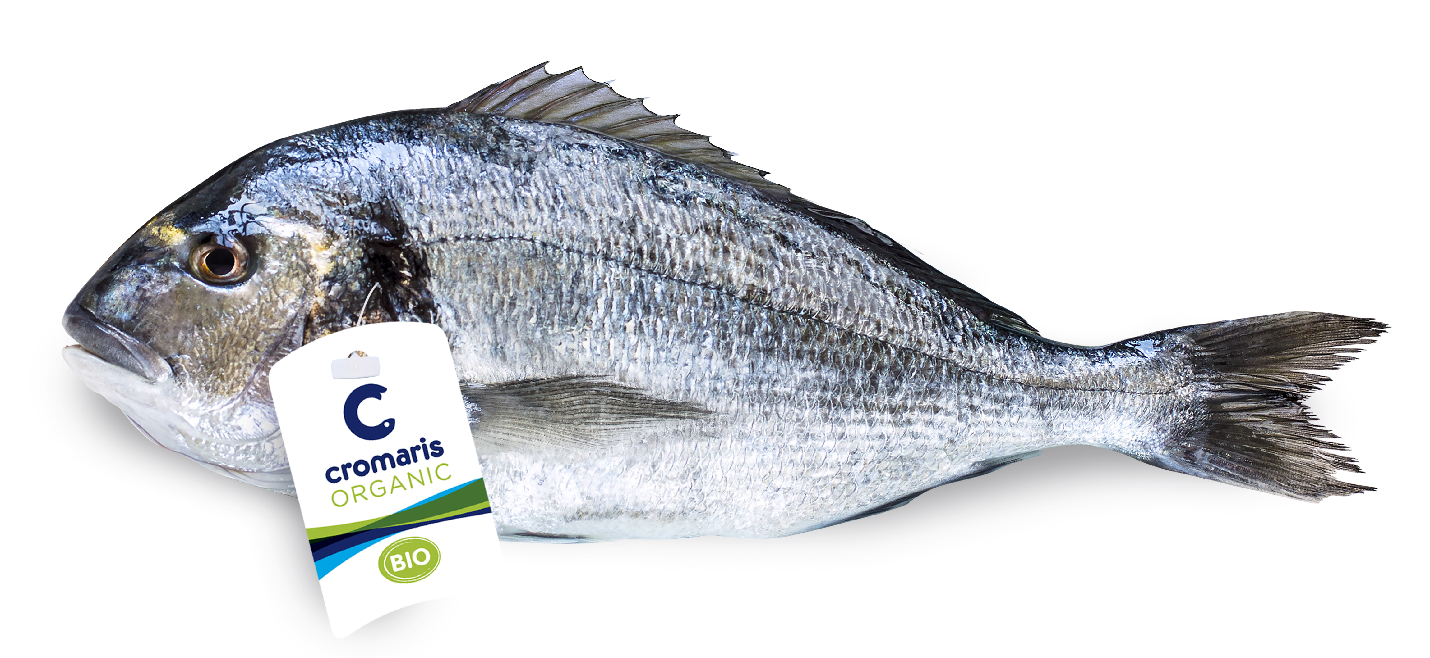 Orata allevata biologica fresca intera