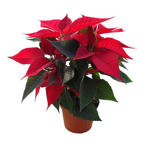 Stella di Natale Vaso 14 cm