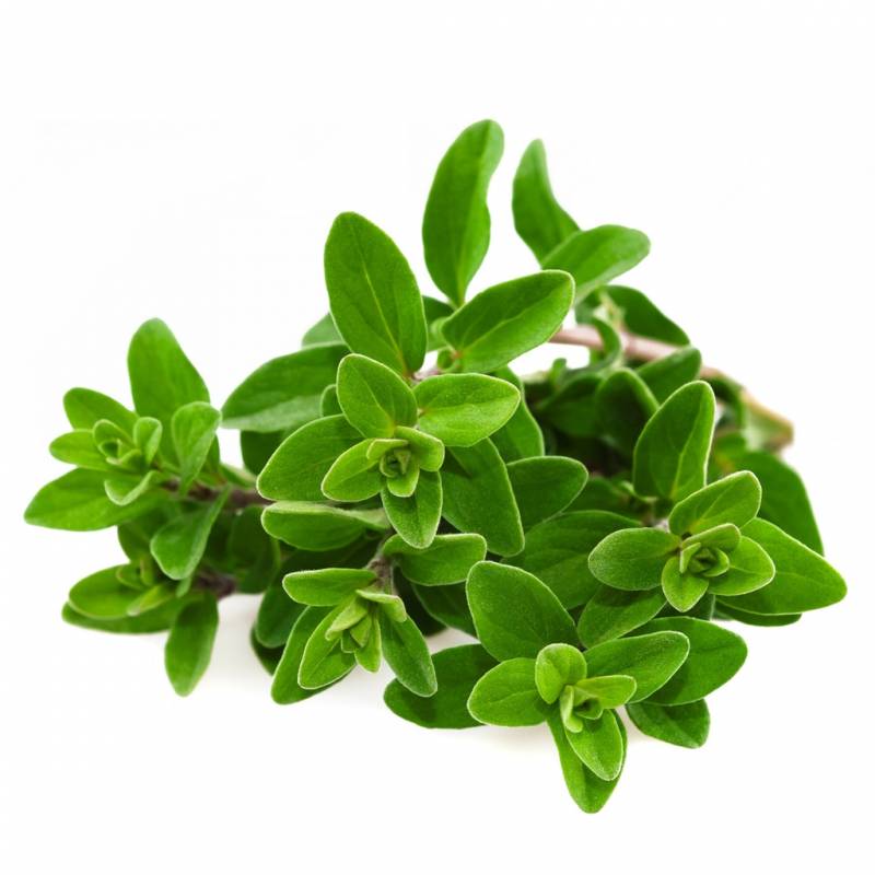 Maggiorana 30 g 1 €