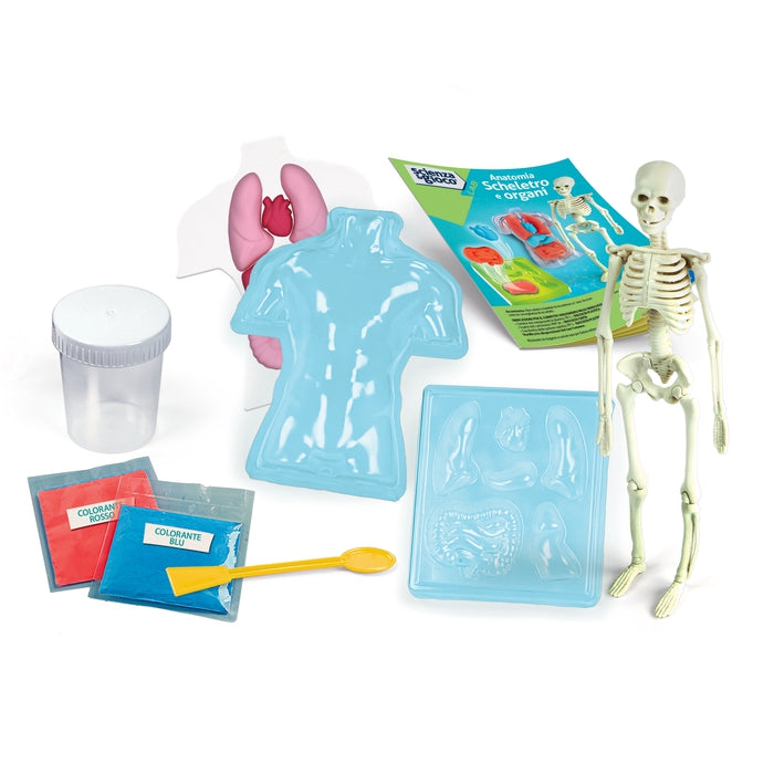 Clementoni Science & Play Anatomia Scheletro E Organi
