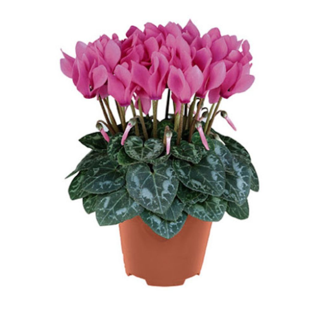 Ciclamino in Vaso Colori Assortiti