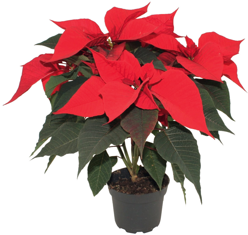 Stella di Natale vaso 16 cm