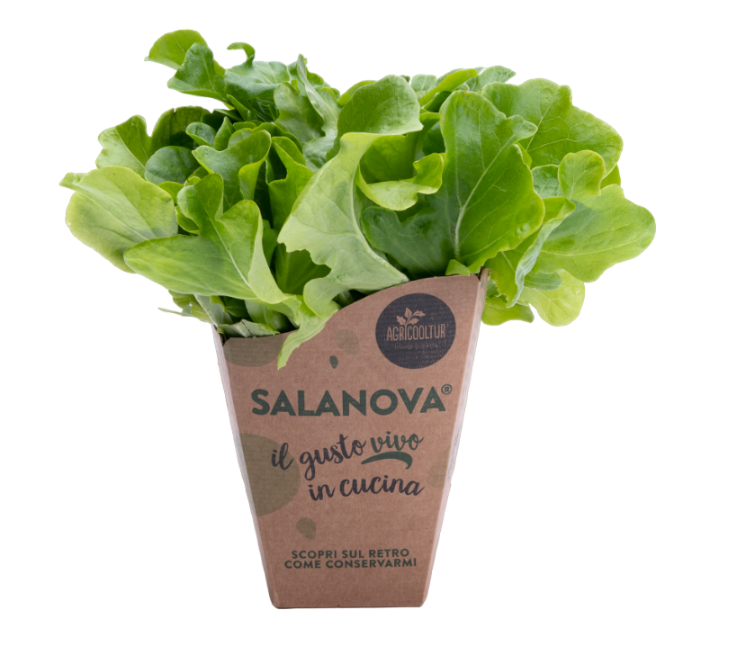 Insalata Salanova