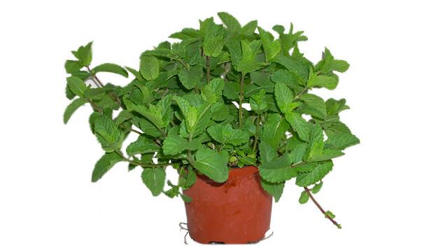 Menta in vaso