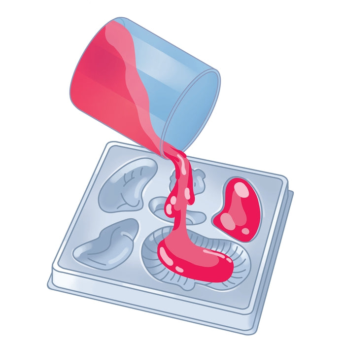 Clementoni Science & Play Anatomia Scheletro E Organi