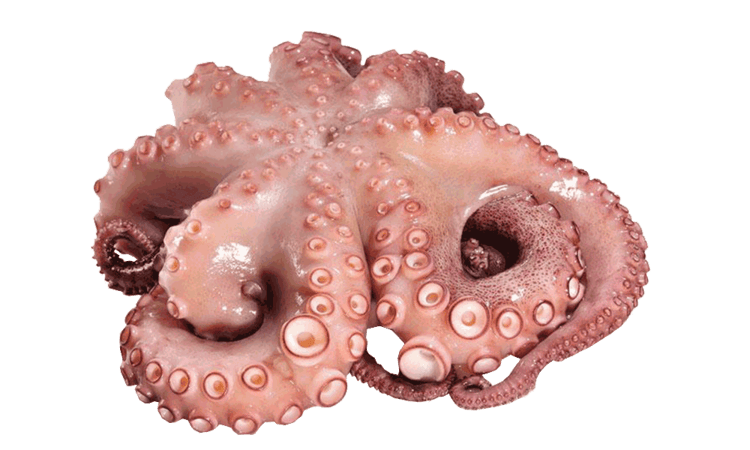 Polpo Mauritania 400/700